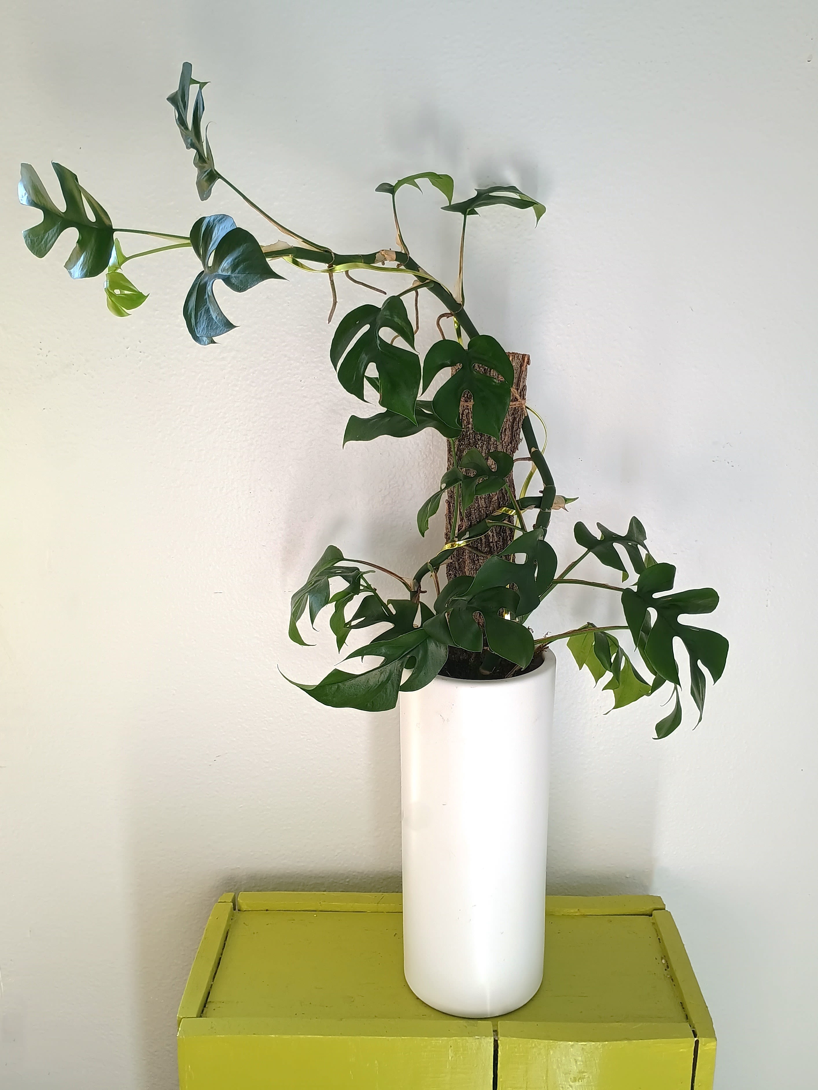 Potted climbing plant with split green leaves in a white vase