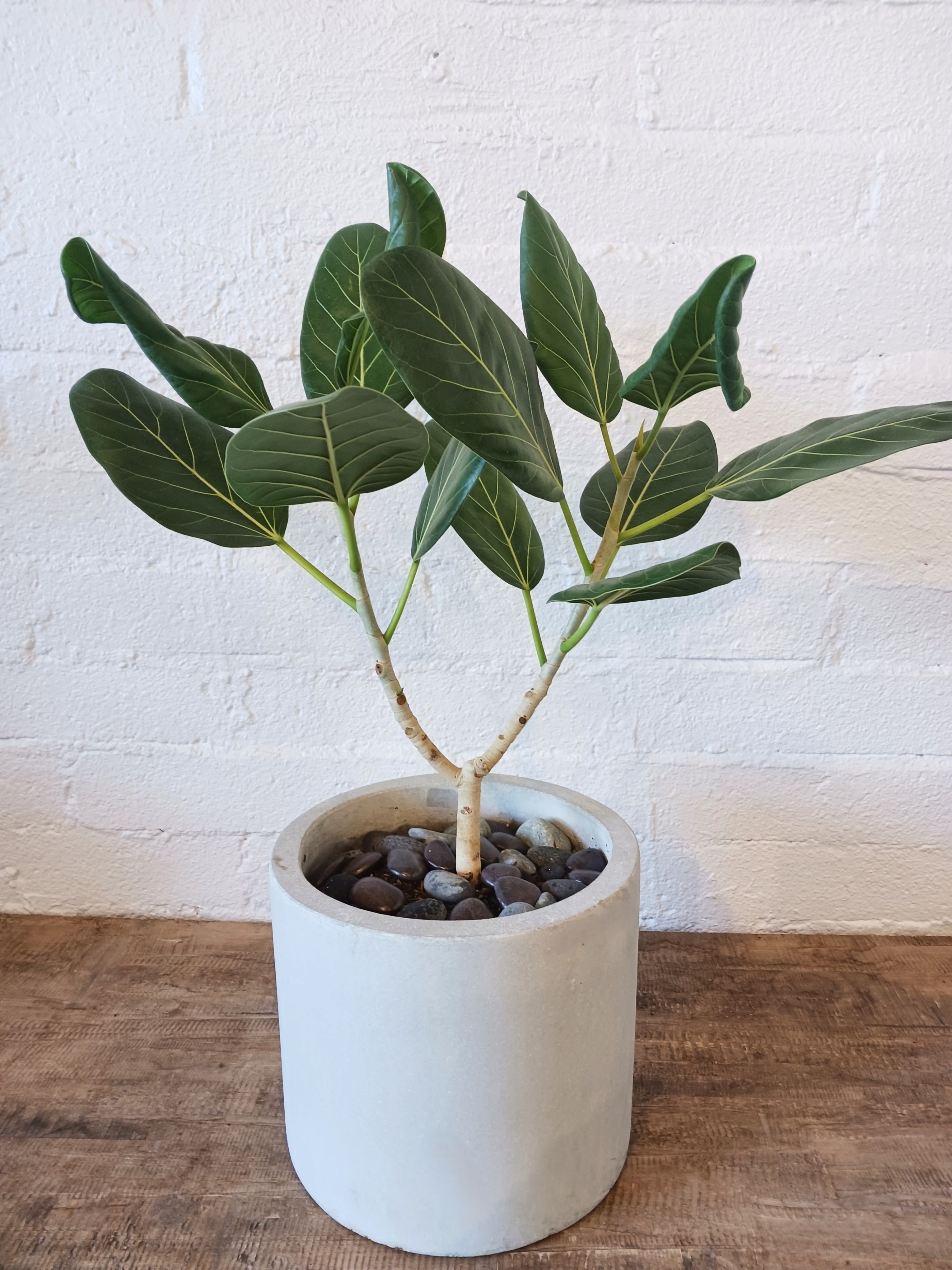 Potted green houseplant with broad oval leaves in a white planter