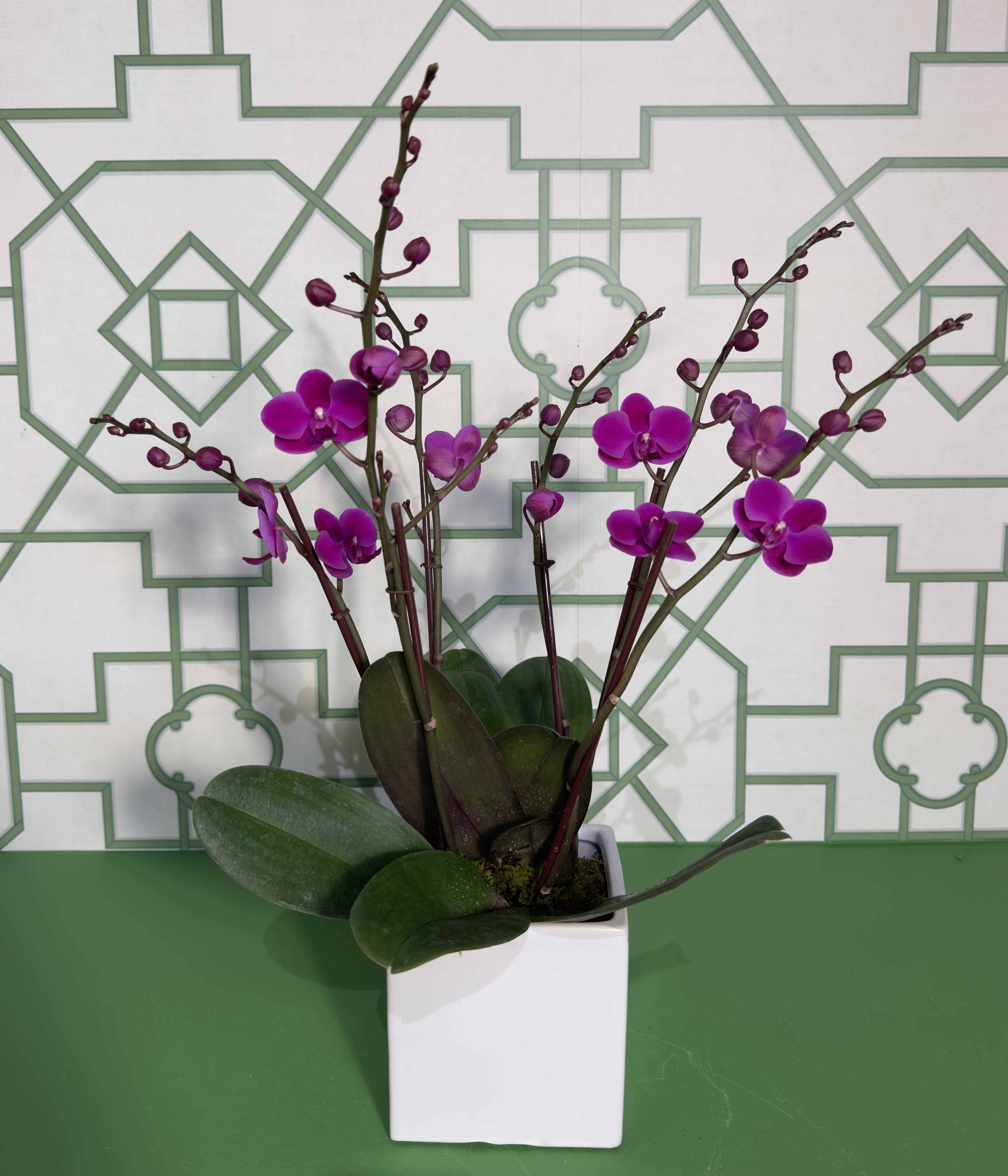 Purple orchid plant in a white square pot