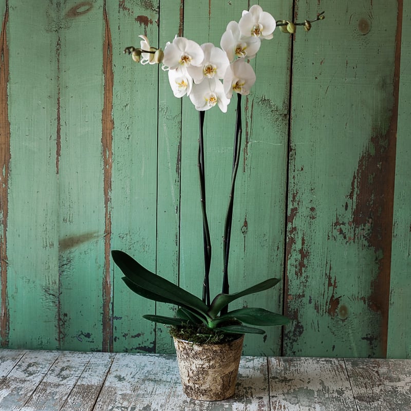 White orchid plant in a rustic pot against a weathered green wall