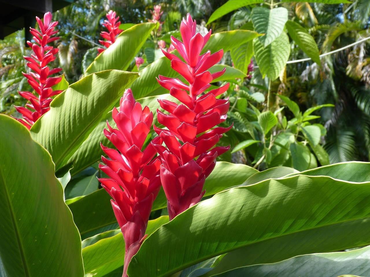 Tropical plant with tall red flower spikes among large green leaves outdoors
