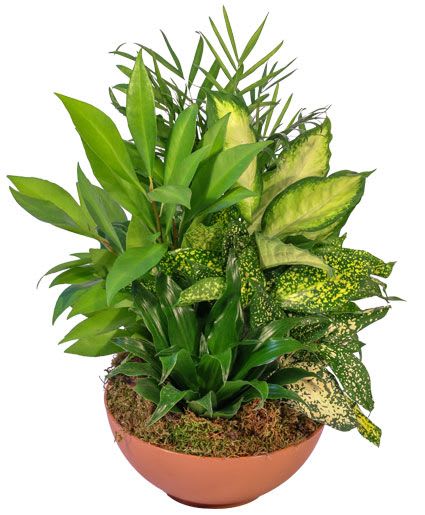 Indoor Garden - Need a gift for the plant lover in your life? Our Green Thumb Dish Garden is a perfect choice! Full of different shades of green, this dish garden features a variety of lovely plants. This handsome garden will surely add a pop of color to any room!