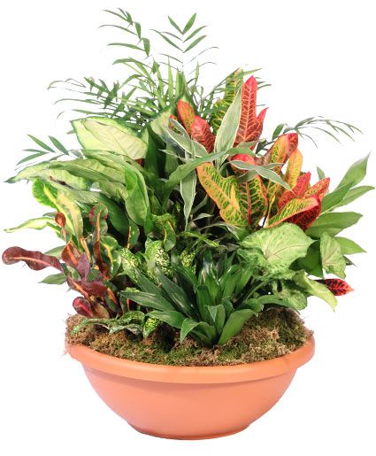 Majestic Home Garden - Bring some majestic vibes to your home with this beautiful dish garden! Featuring a handsome mix of different plants, our Majestic Garden is the perfect gift for the green thumb in your life. It’s a great way to add a touch of nature to any home or office! *Individual plants may vary.