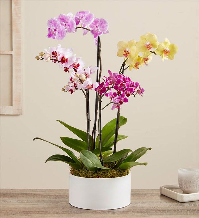 Orchid Jewel Garden - Classic elegance. The perfect way to make a statement. This beautiful orchid garden has a collection of the freshest orchid plants available  as such colors my vary depending on availably. No matter the color this will sure be a #1 hit 