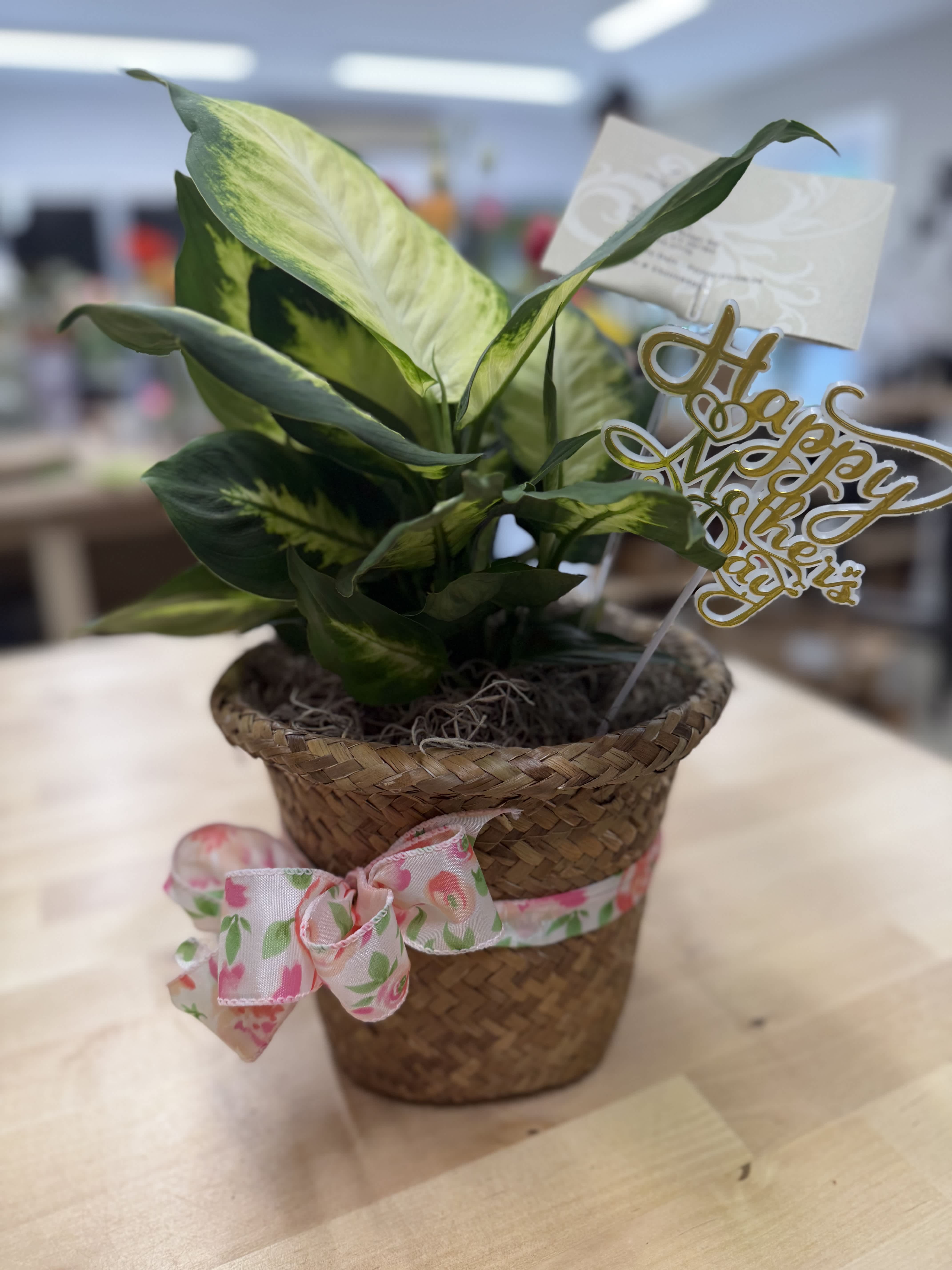 Potted variegated houseplant in a woven basket with a floral ribbon