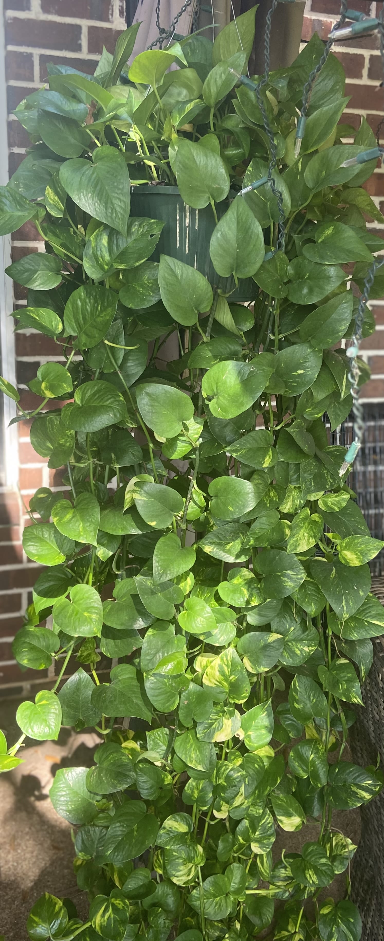 Trailing pothos plant in a hanging pot