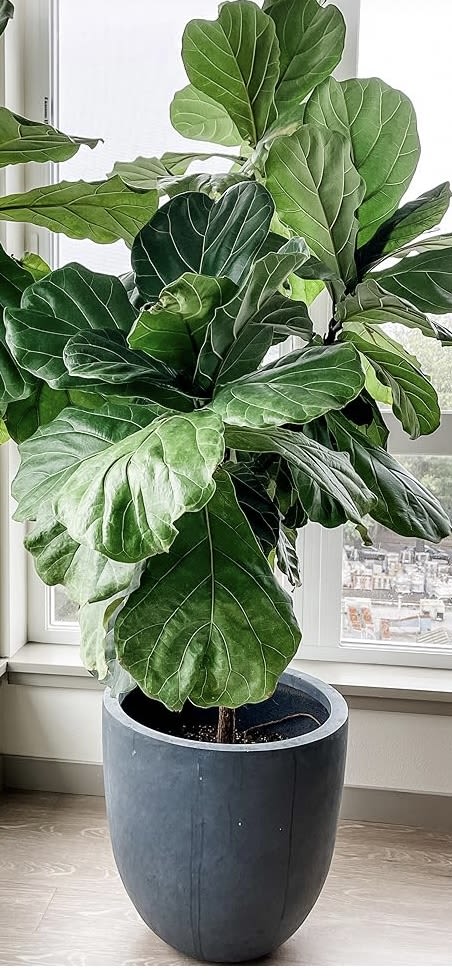 Large potted fiddle leaf fig plant in a gray planter