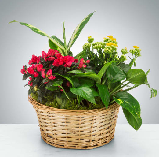Mixed Plant Basket by BloomNation™ - Send a little garden to somebody. A mix of flowering plants and greenery make an excellent gift for father's day or as a way to say thank you.