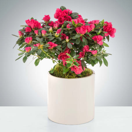 Azalea Plant by BloomNation™ - A cheerful way to light up a room, azaleas like filtered light and frequent watering. They symbolize love and gentleness so send them to somebody you appreciate and care for.