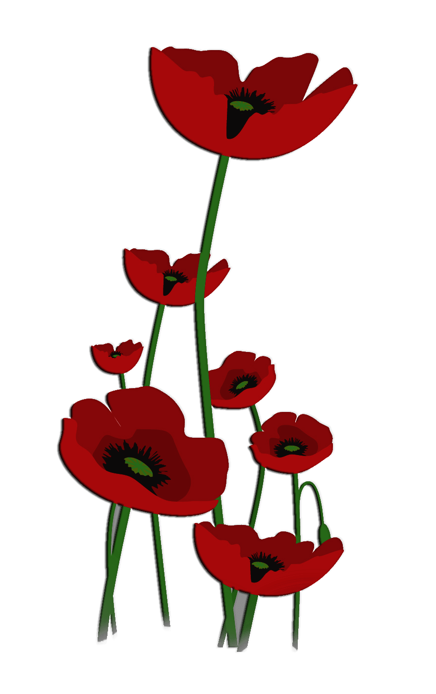 Cluster of red poppy flowers with long green stems