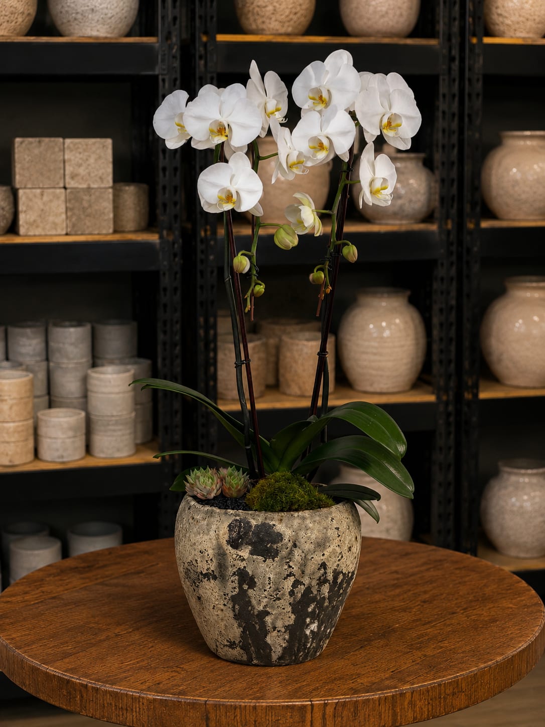White orchids in a textured ceramic pot with succulents and moss