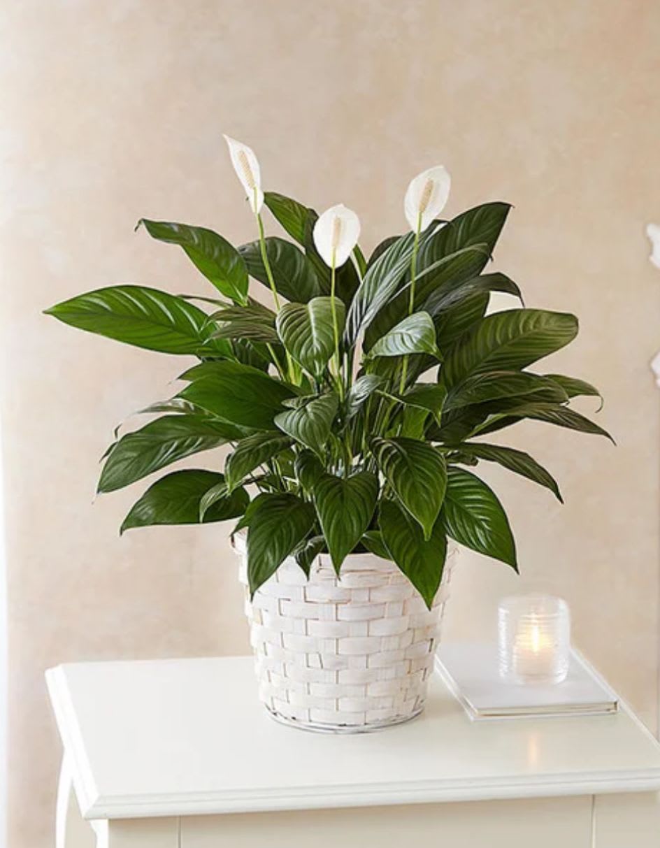 Peace Lily-Six Inch  - Six inch peace lily in basket 