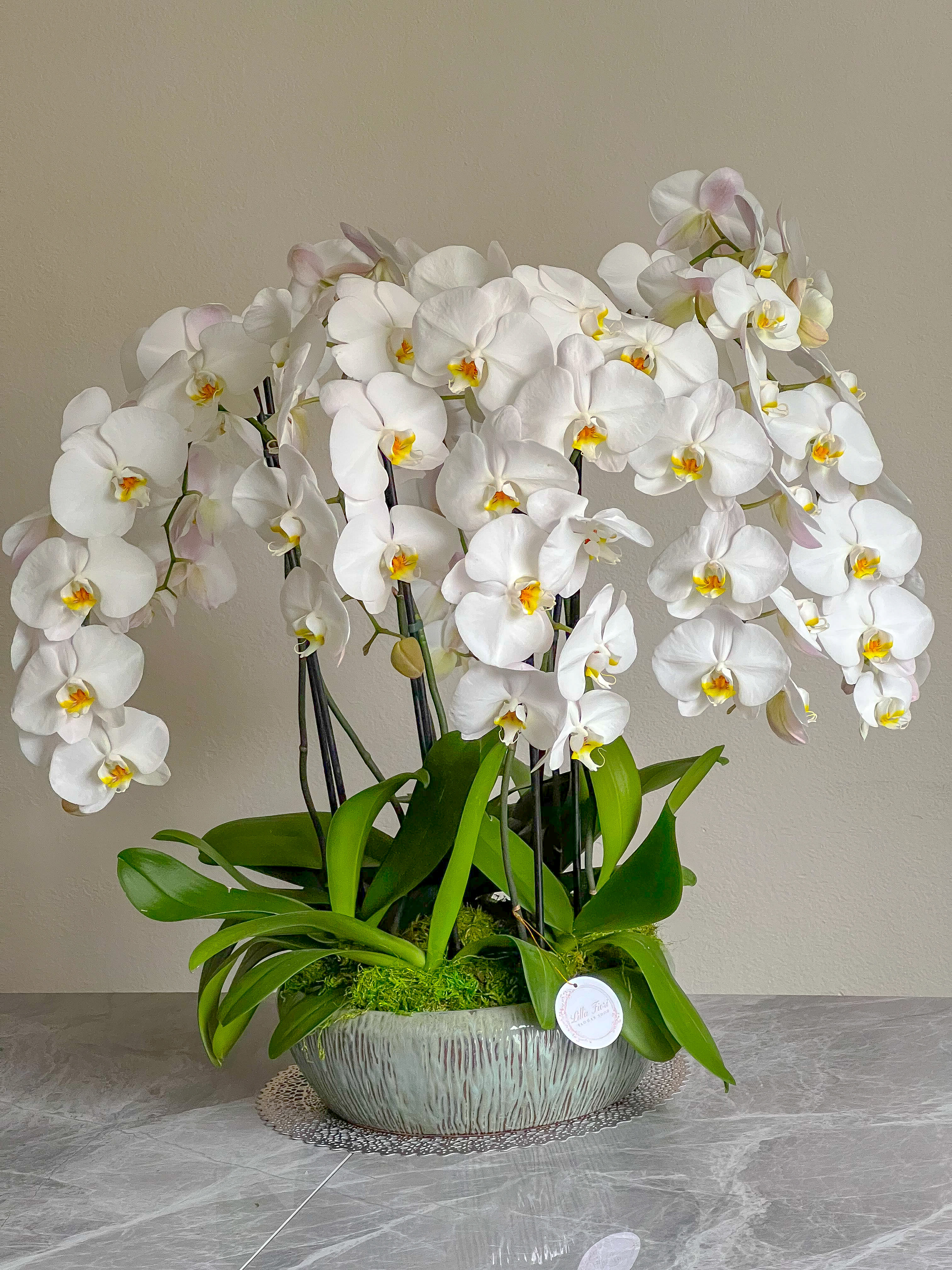 White orchid arrangement in a textured ceramic bowl