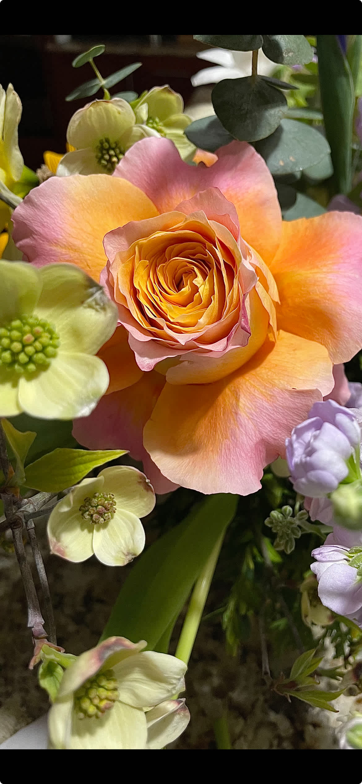 Peach and pink rose surrounded by pale flowers and eucalyptus