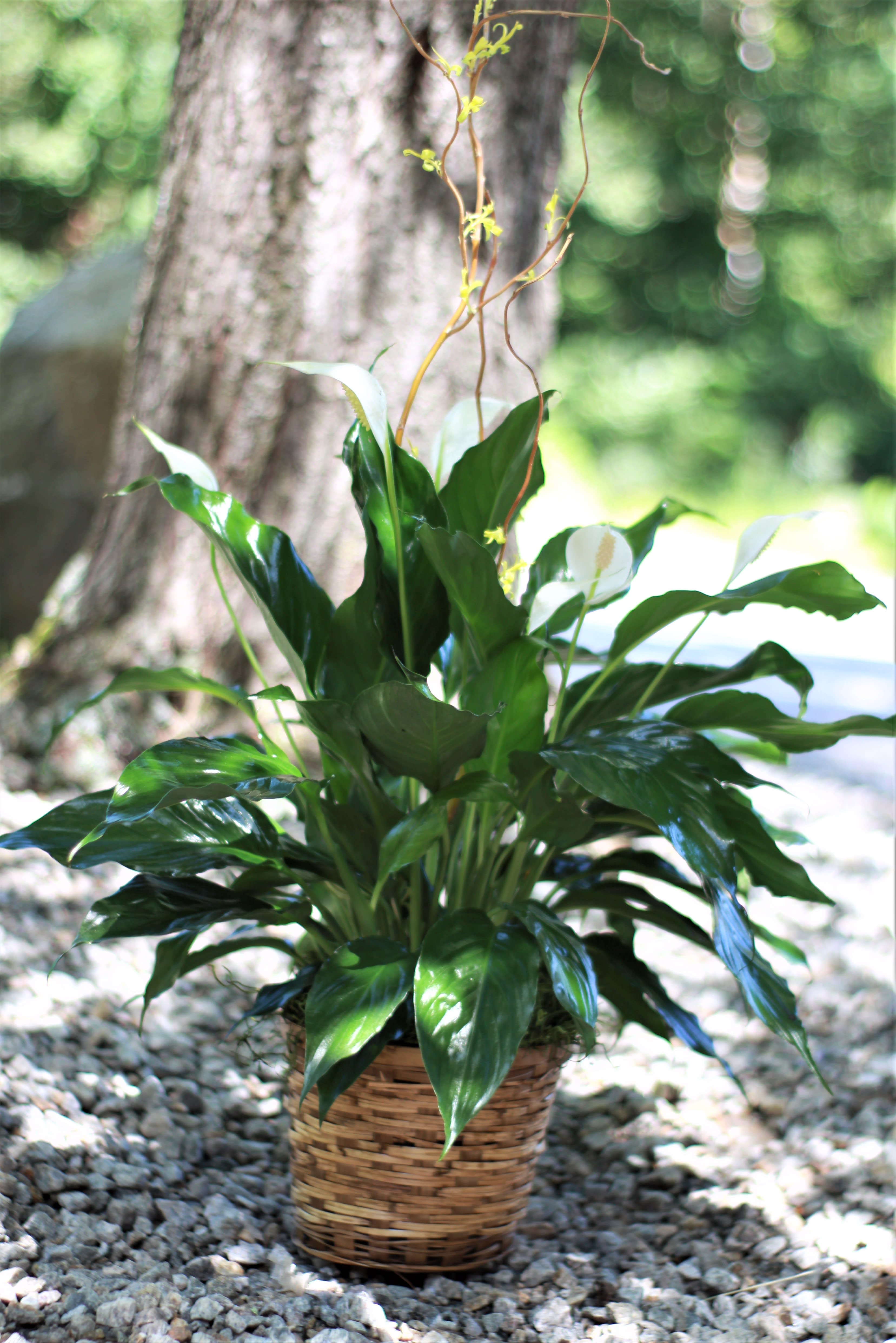 Potted peace lily plant with glossy green leaves and white blooms in a woven basket