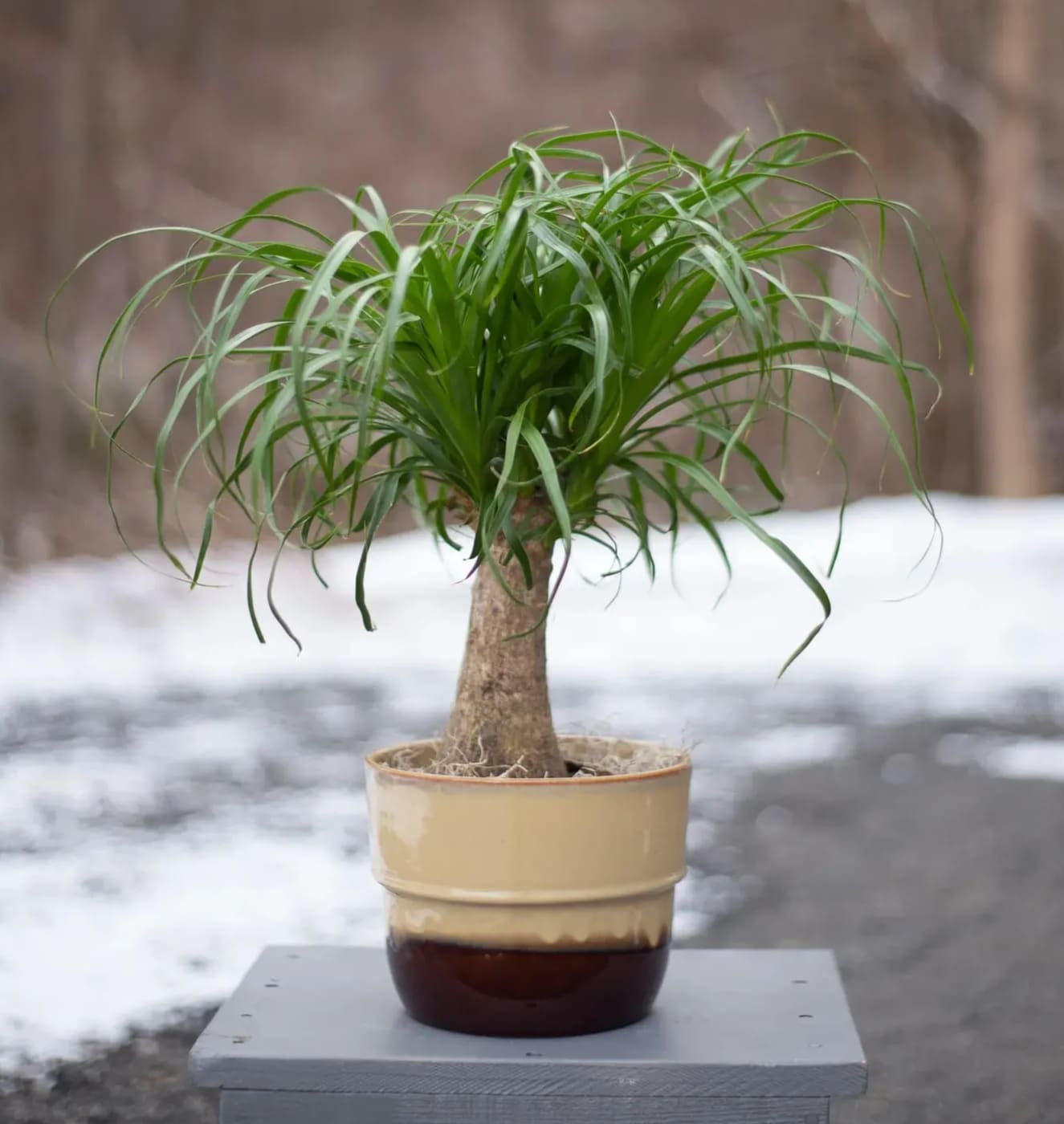 Potted ponytail palm in a beige ceramic pot