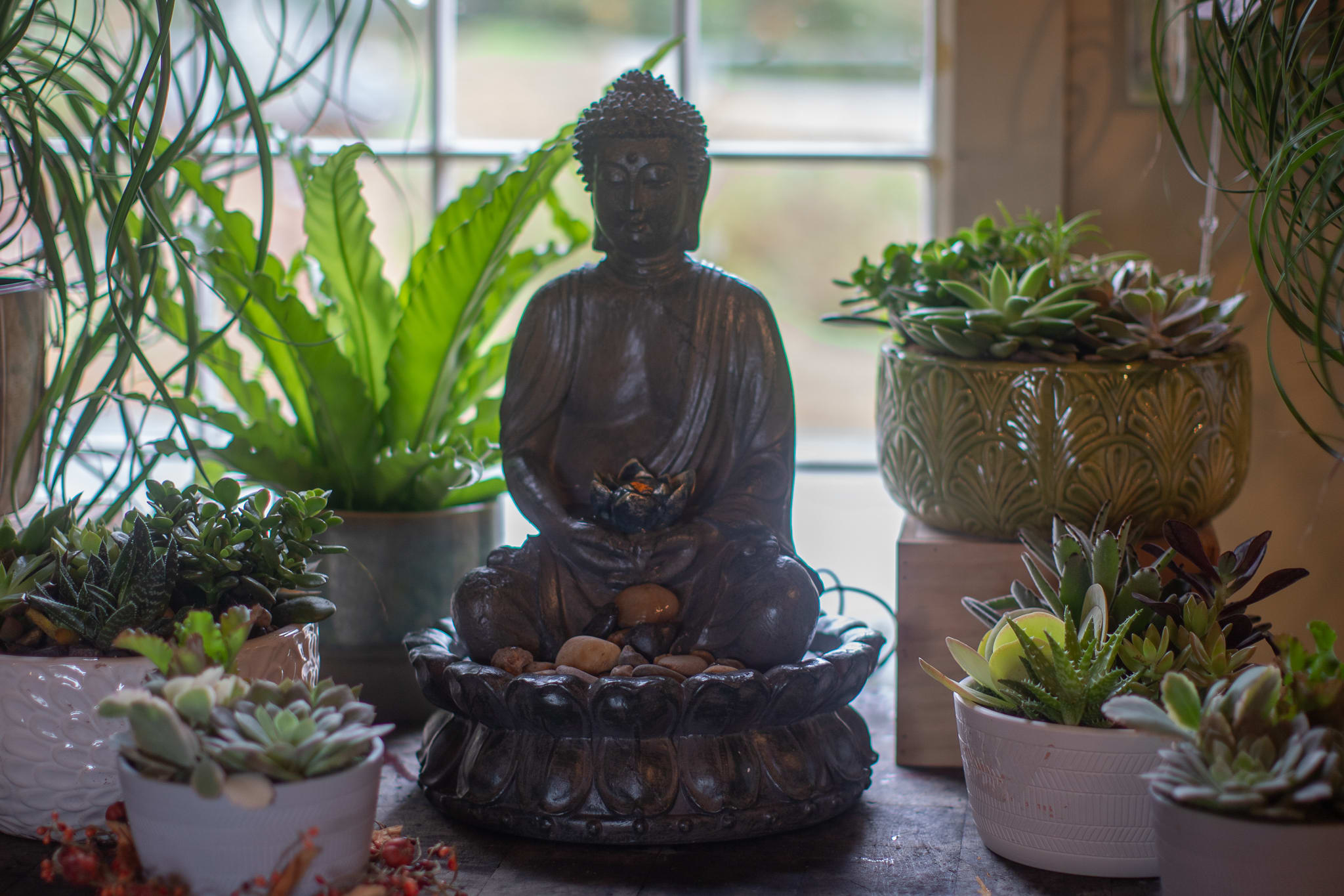 Buddha statue surrounded by potted succulents and houseplants
