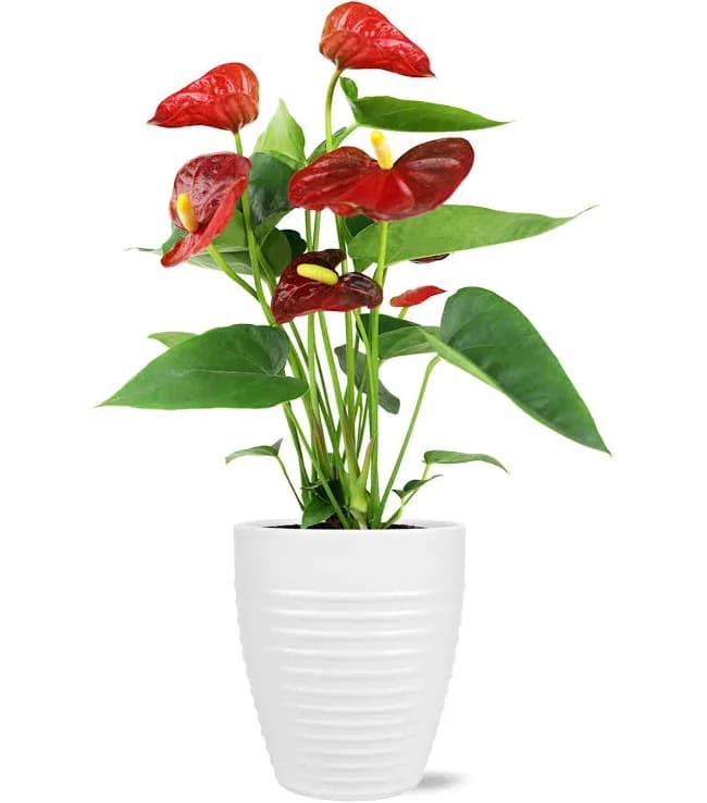 Red anthurium plant in a white pot