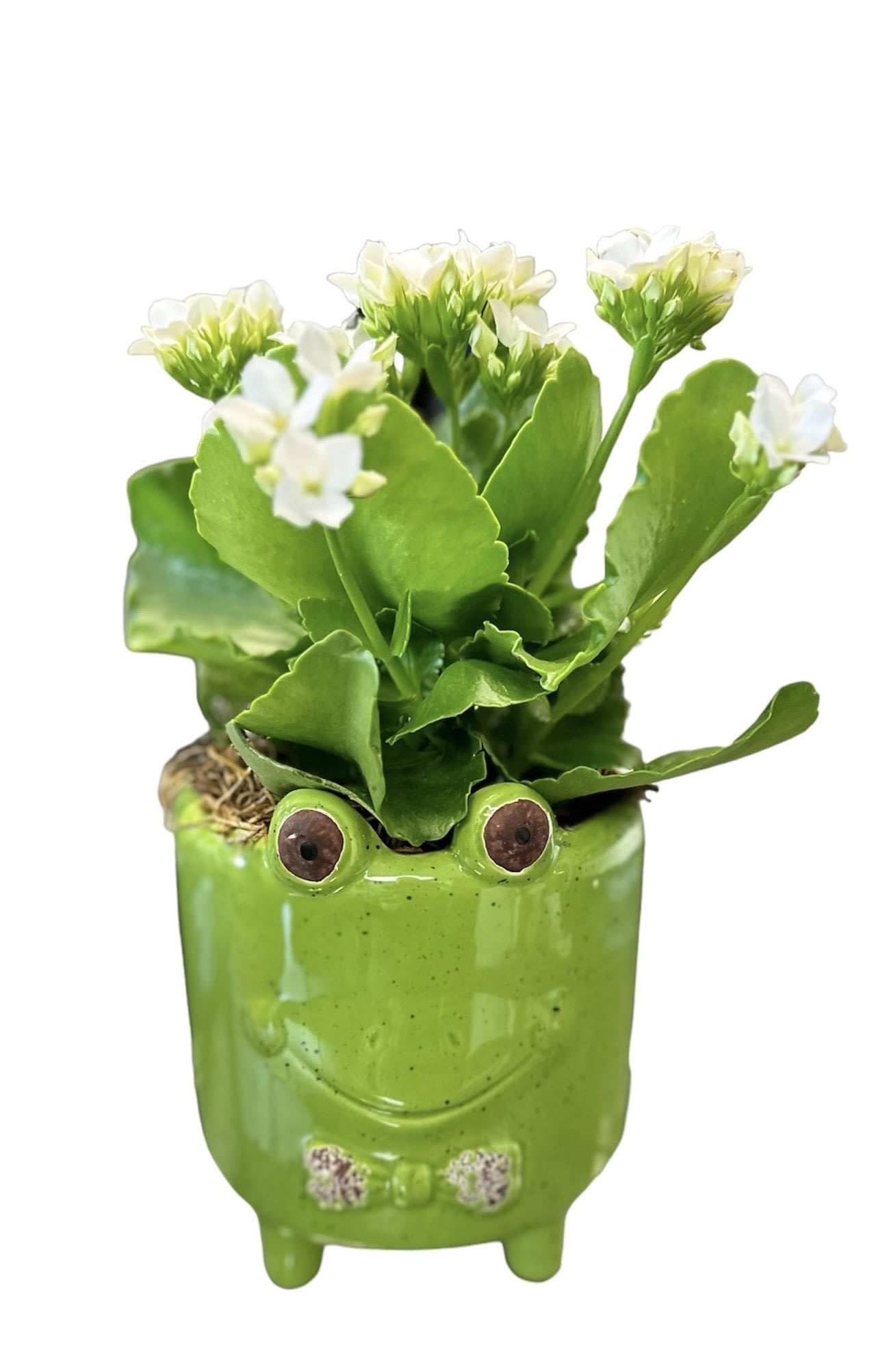 Small green frog planter with white flowers and thick leaves