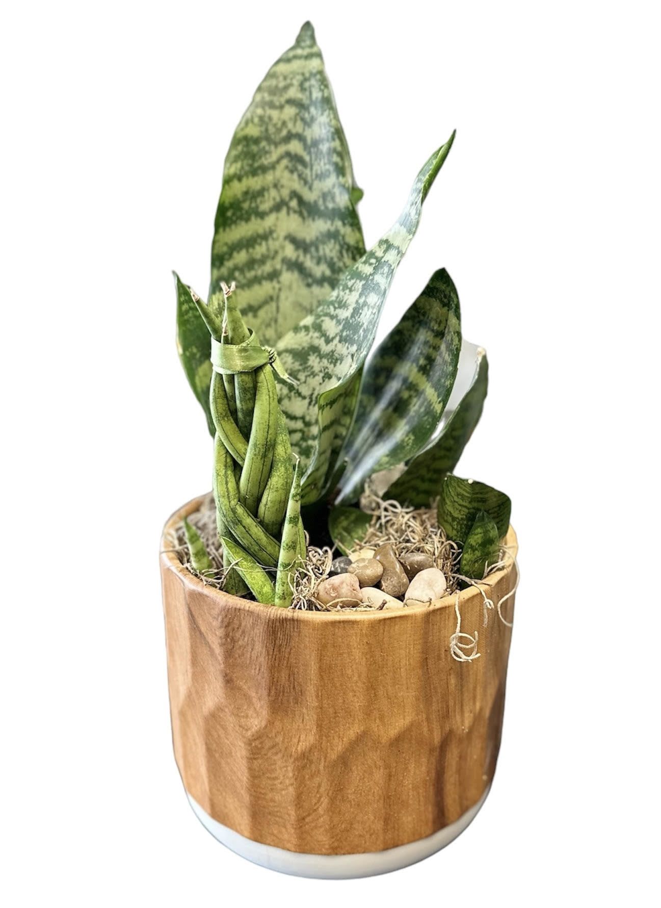 Potted snake plant in a wooden container with pebbles