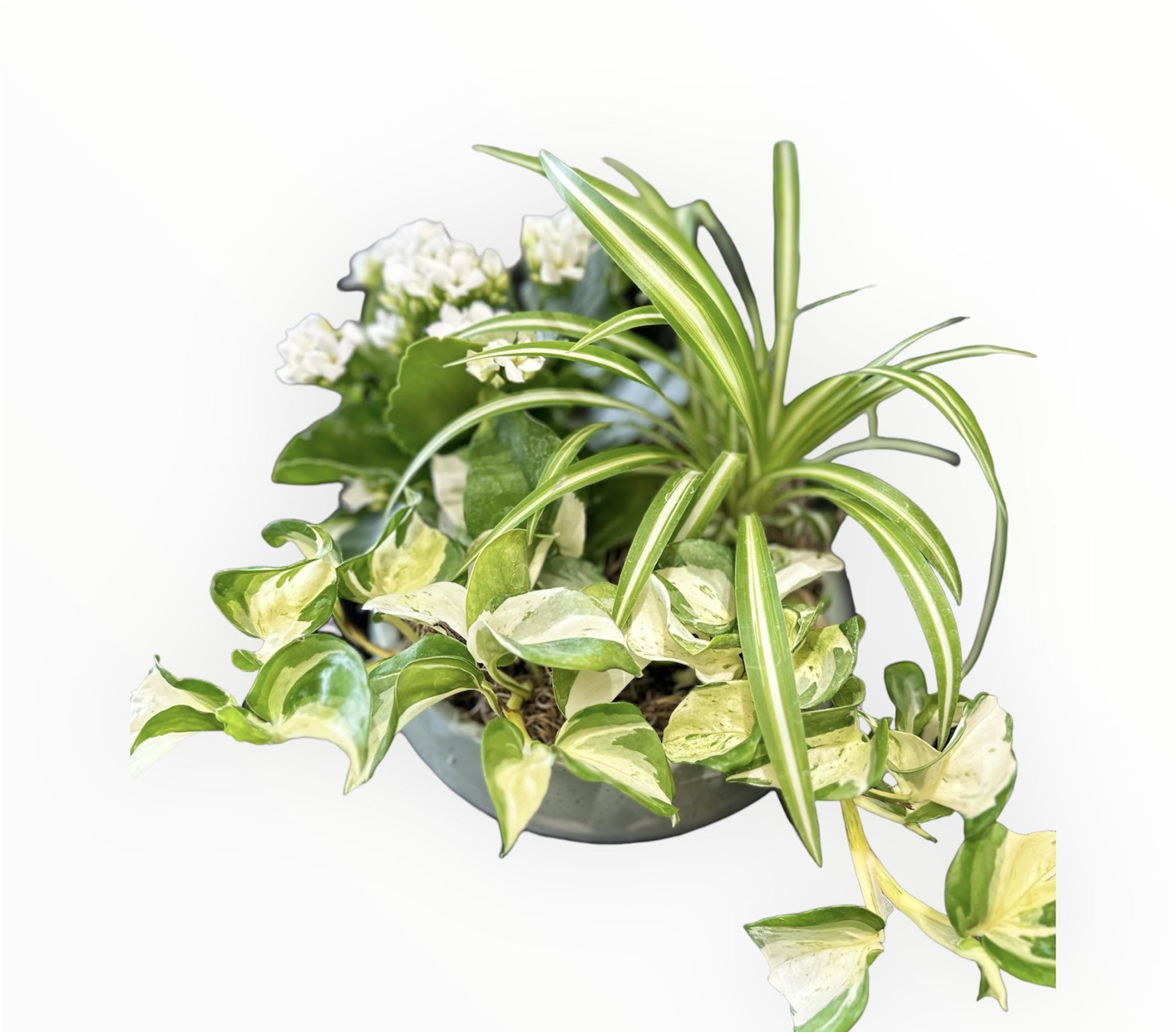 Potted arrangement of variegated houseplants with small white flowers