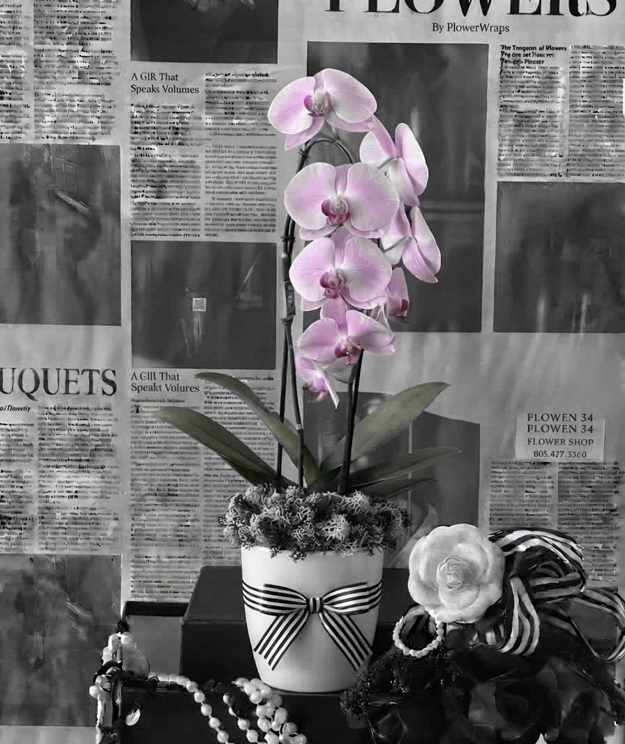 Pink orchid plant in a white pot with a striped ribbon