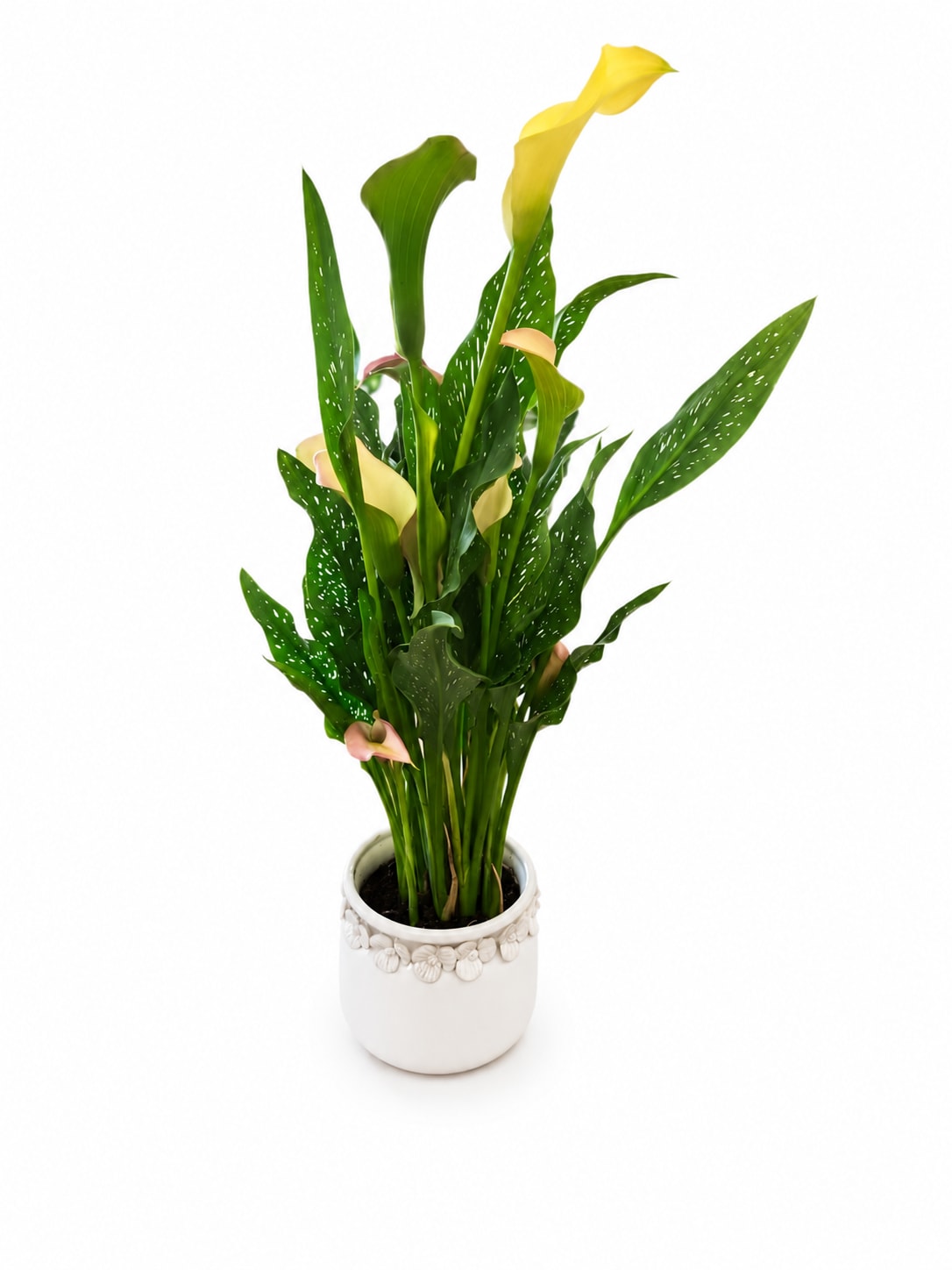 Potted calla lily plant with yellow and pale pink blooms