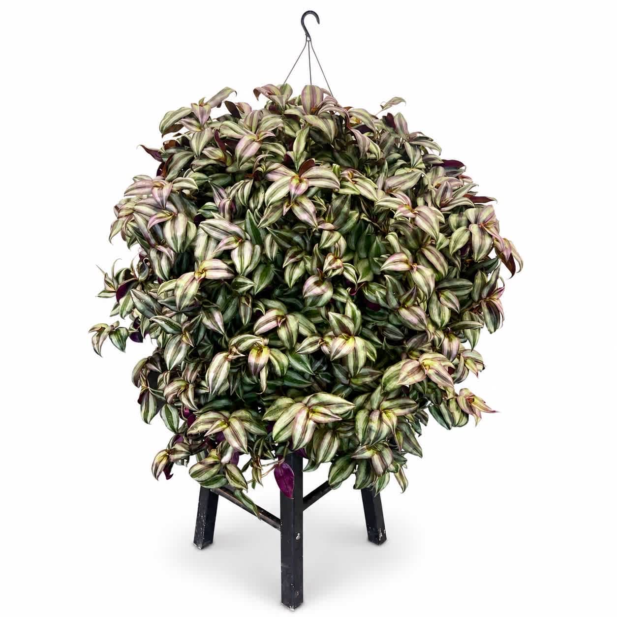 Potted variegated plant on a black stand