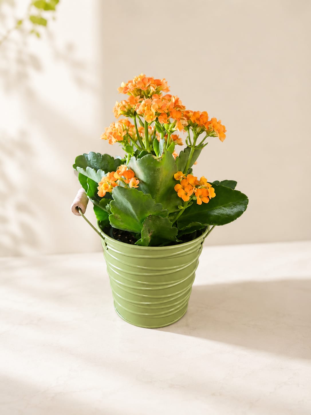 Orange flowering plant in a green metal bucket