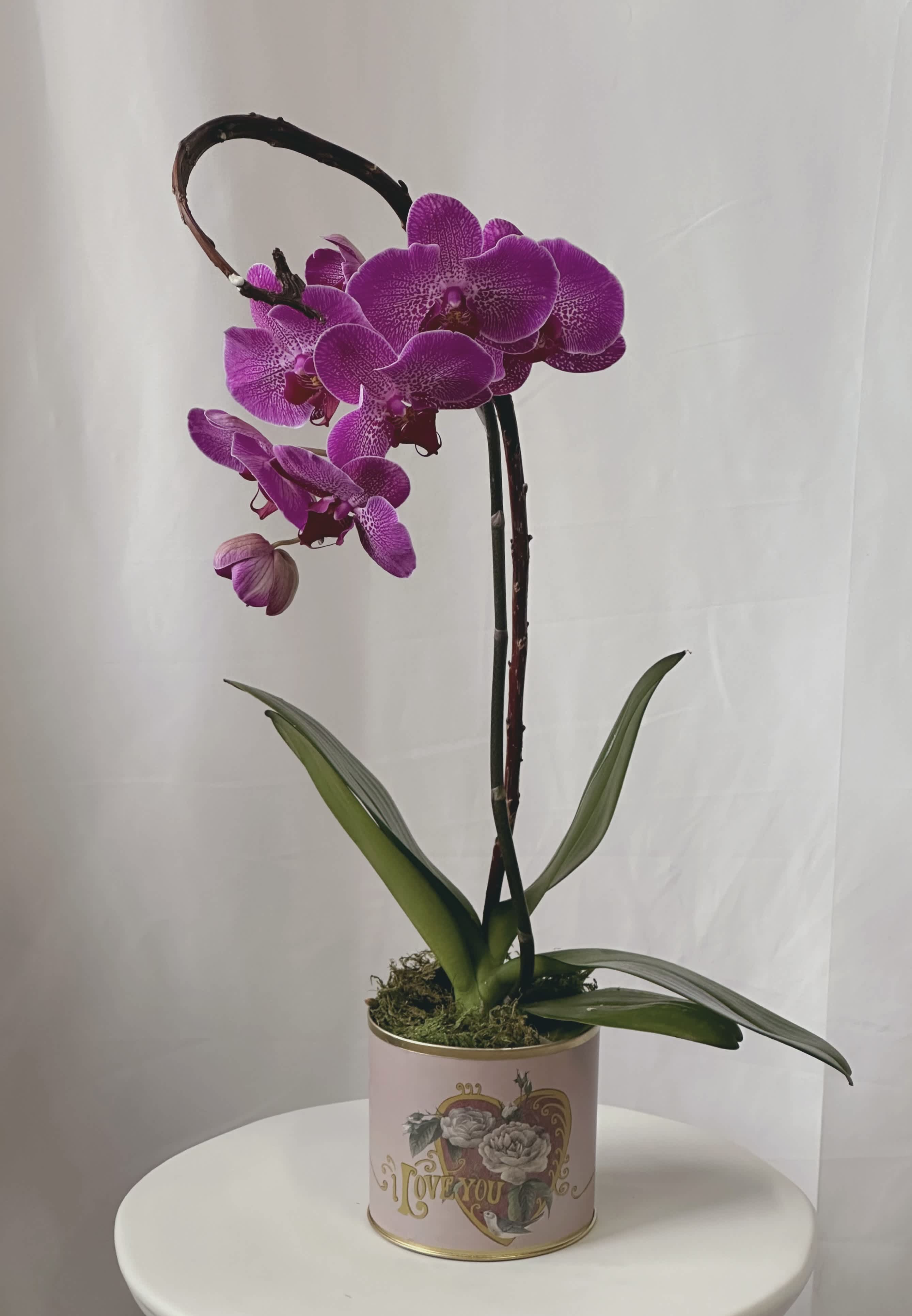 Potted magenta orchid with arching blooms in a pink 'I love you' container.