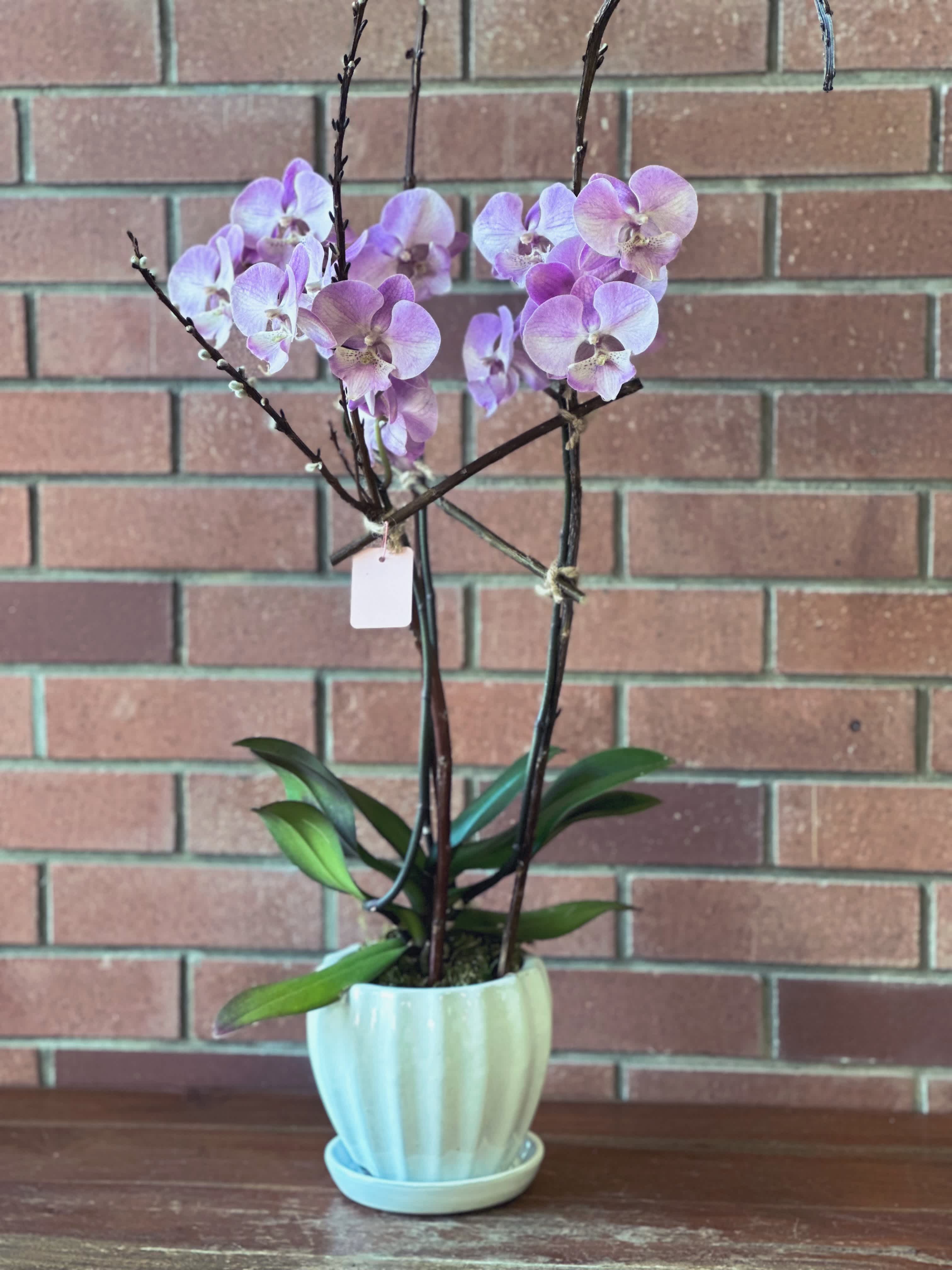 Potted lavender phalaenopsis orchid plant in a white ceramic pot against a brick wall.