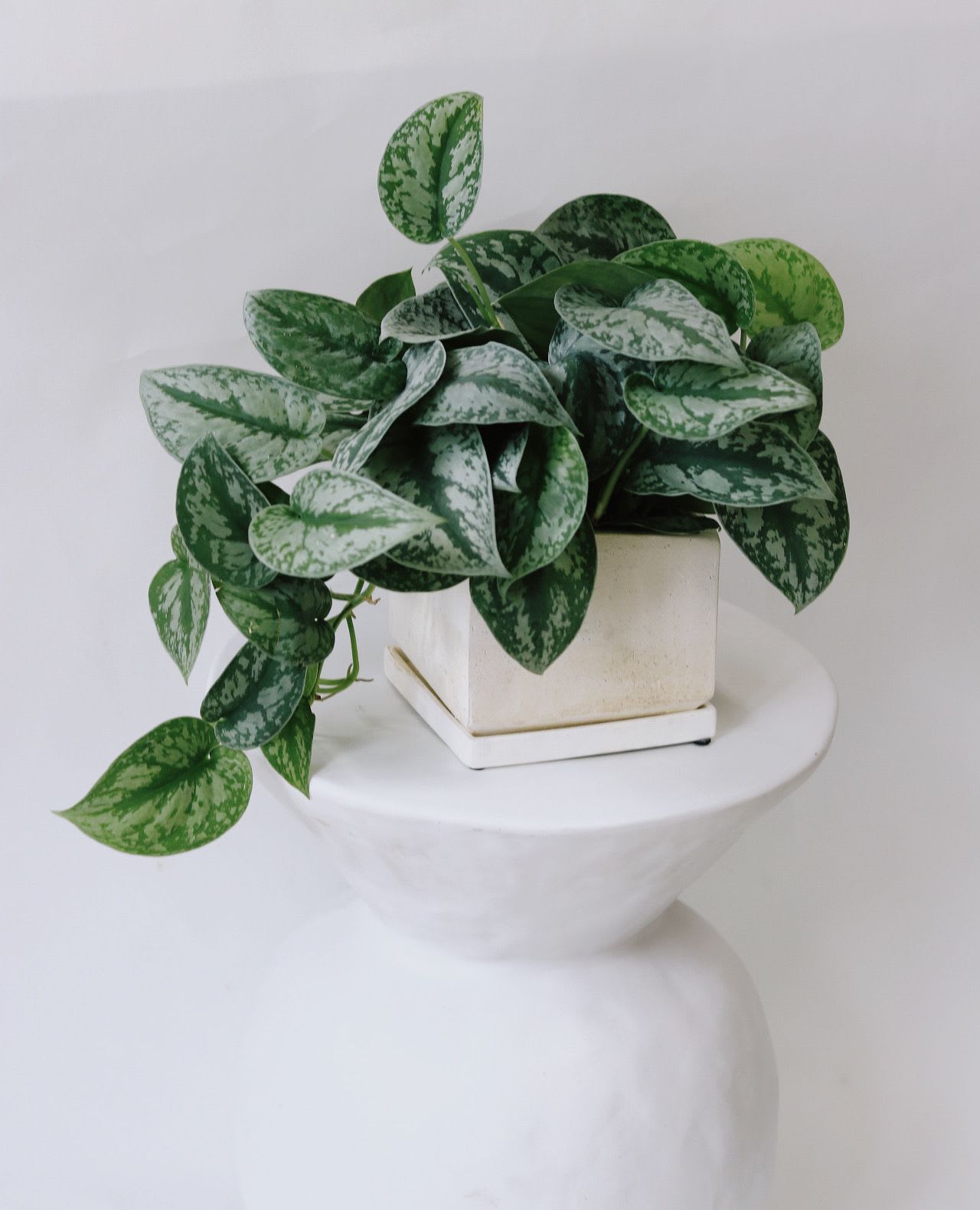 Potted trailing plant with variegated green leaves in a square white planter