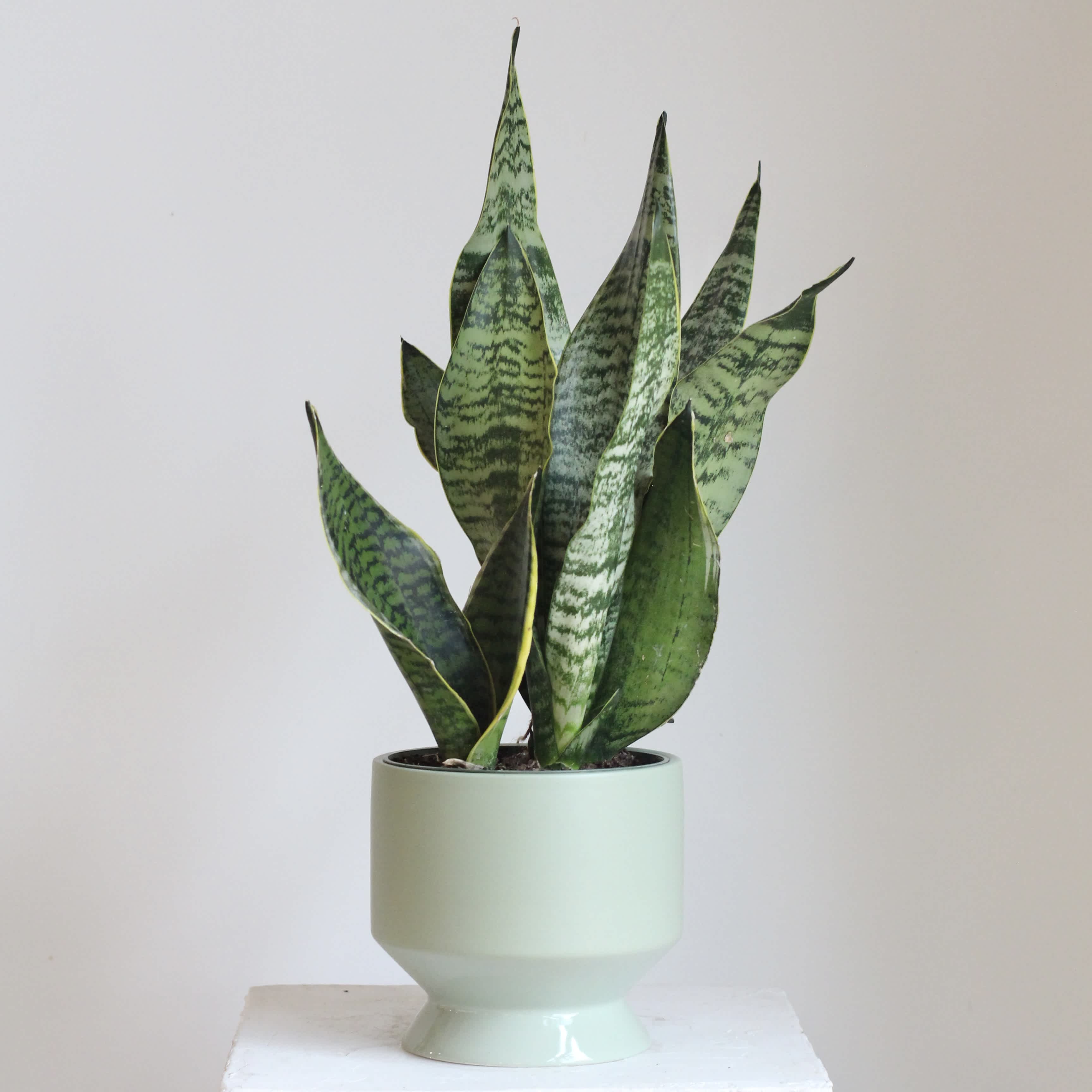Potted snake plant in a pale green ceramic planter
