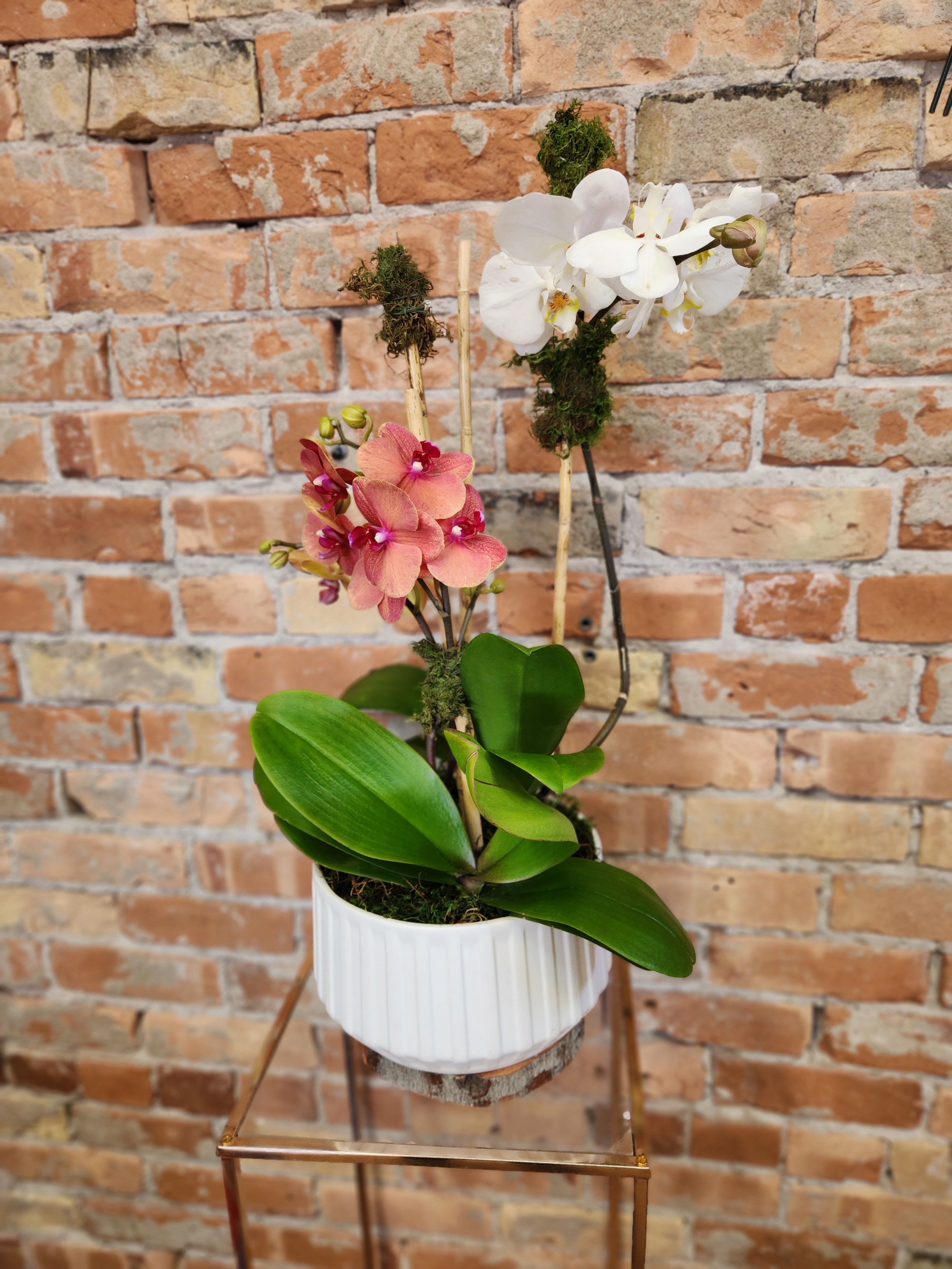 Potted orchid arrangement with white and pink blooms in a white container