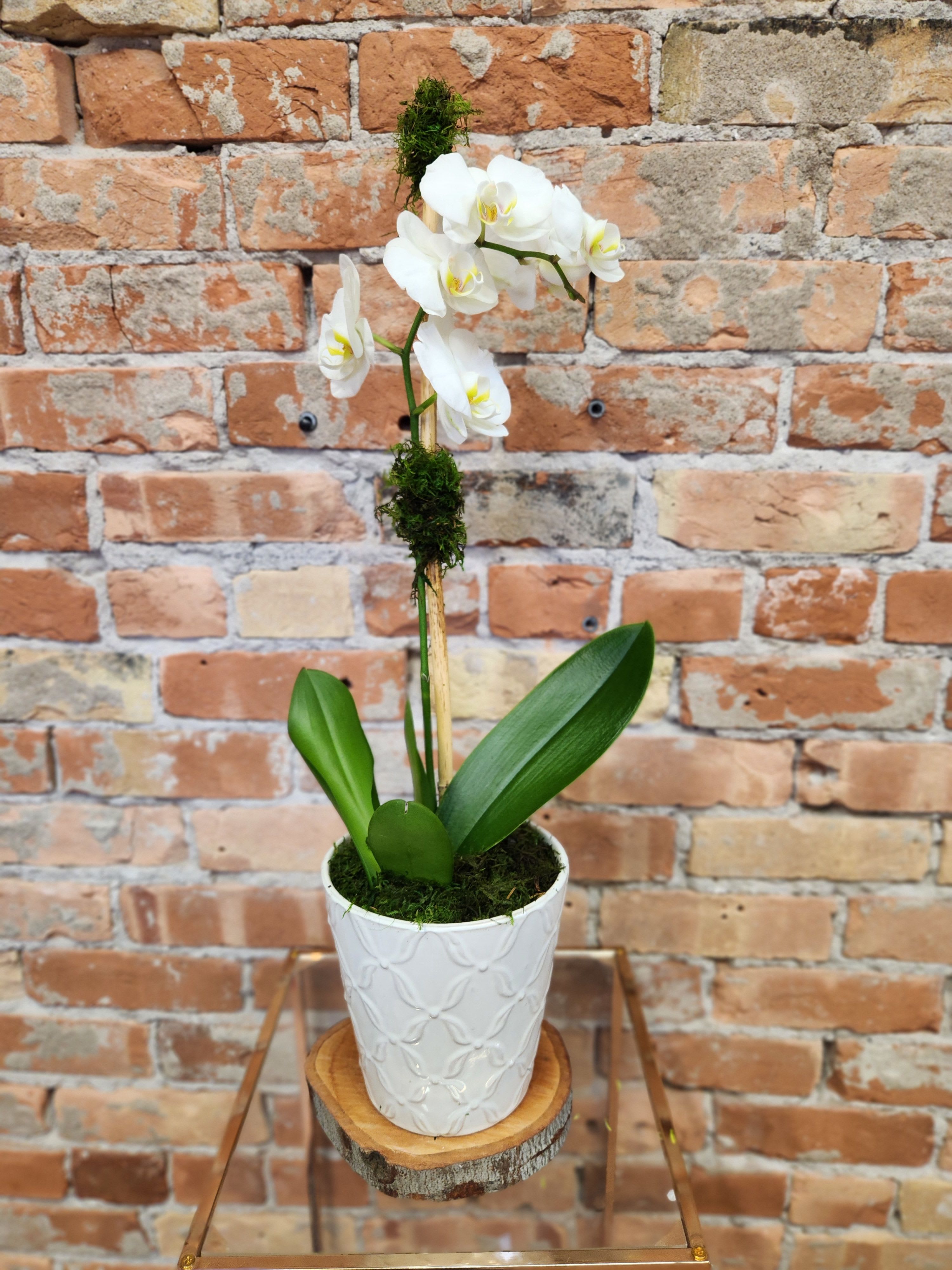 White orchid plant in a white textured pot