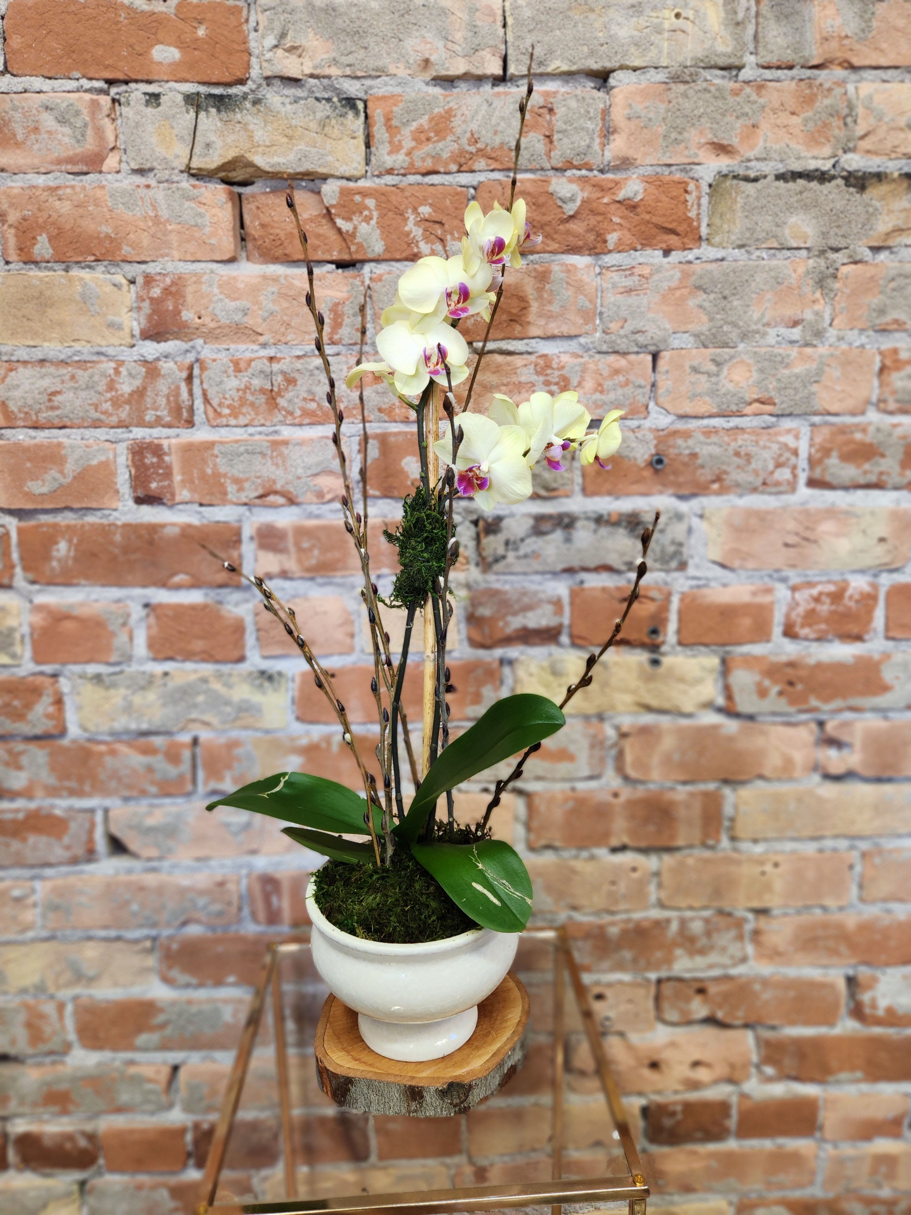 White orchid arrangement in a white pedestal bowl on a wooden stand