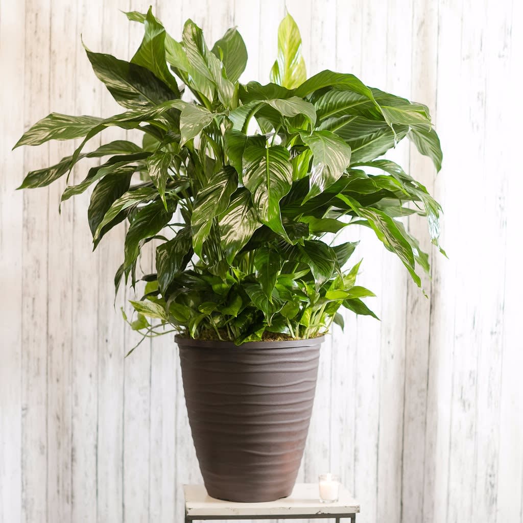 Splendor - Make a statement with this large peace lily and trailing pothos combination garden.  These easy care plants are perfect for a service, in an office or at home.  Approximate Dimensions: 46" H x 40" W