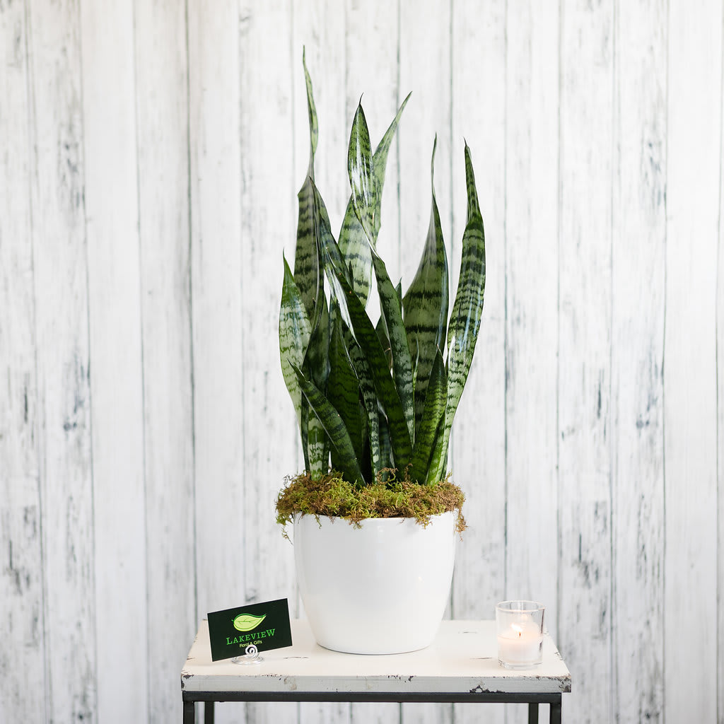 Sanseveria - A snake plant presented in a white ceramic container is a great way to let someone know you're thinking of them.    Approximate Dimensions: 24" T X 6" H
