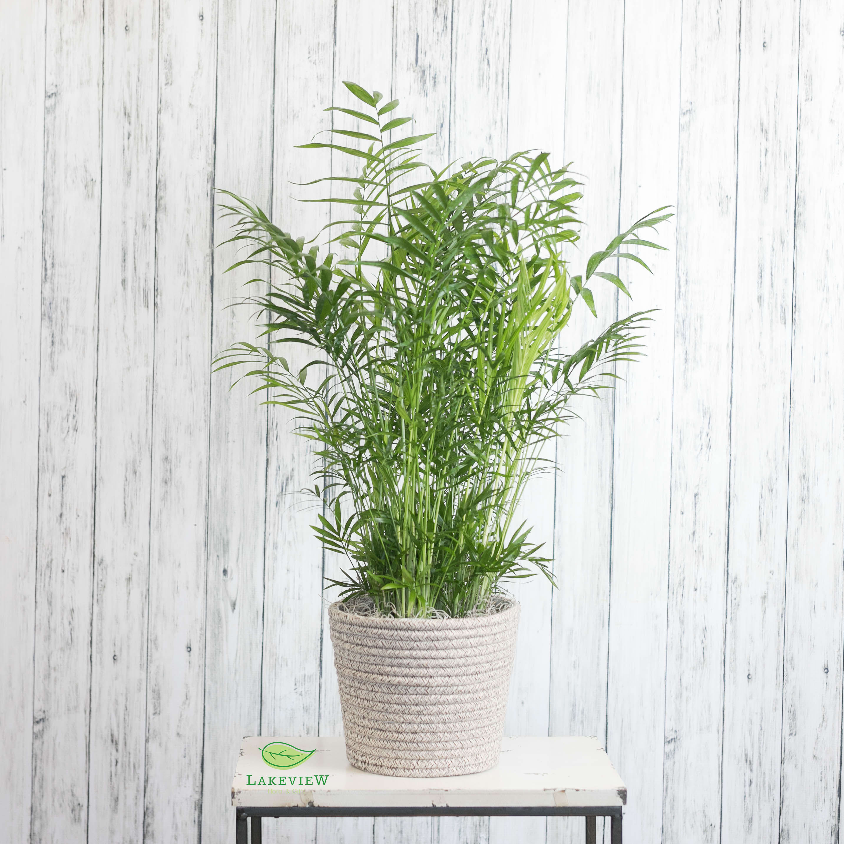 Provence - A simply elegant palm plant presented in a contemporary basket is the perfect addition to a home or office.  Approximate Dimensions: 24" H x 12" W