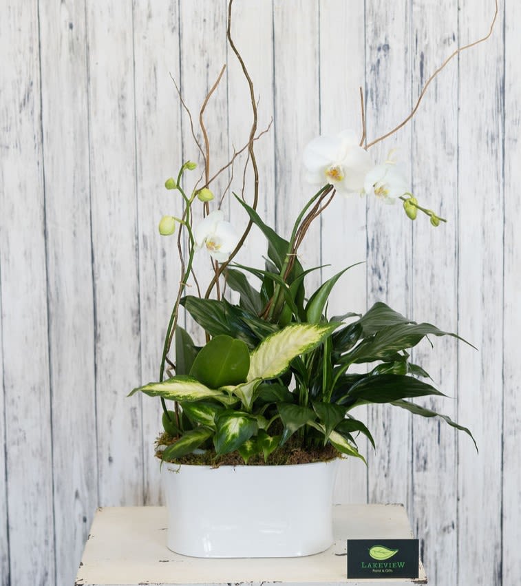 Reverence - White Phalaenopsis orchids stand tall above a lush carpet of glossy green foliage in a sleek white rectangular planter, creating a serene centerpiece perfect as a housewarming, thank you, or thinking-of-you gift. The clean contrast of pure white blooms against deep green leaves gives the arrangement a calm, refined presence that will make the recipient feel genuinely cared for and seen.  The composition pairs long-stemmed white orchids with a variety of low-growing plants, anchored by decorative branches and natural moss that add texture and an airy, sculptural silhouette. Housed in a low-profile white rectangular planter, the design is modern and compact-ideal for mantels, entry consoles, or office desks-while the branches provide vertical interest without overwhelming small spaces.  Thoughtful for everyday giving, Reverence suits anyone who appreciates understated elegance and living gifts that last. Minimal upkeep-bright, indirect light and occasional watering to keep the moss and soil lightly moist-keeps the orchids and foliage looking their best; perfect for sending a lasting message of care.