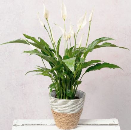 Potted peace lily with white blooms in a woven basket planter