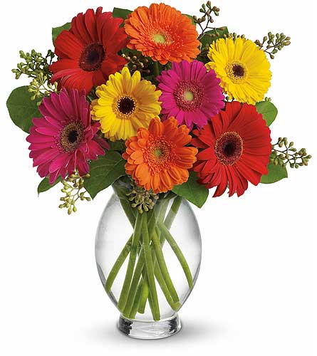 Colorful gerbera daisies arranged in a clear glass vase