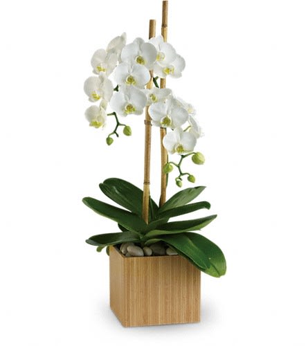 White orchid plant in a wooden square planter