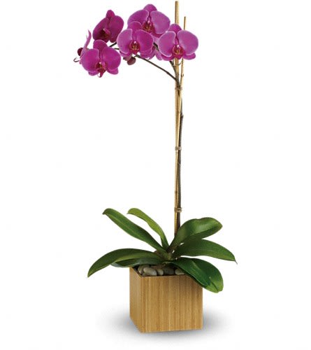 Purple orchid plant in a square wooden planter