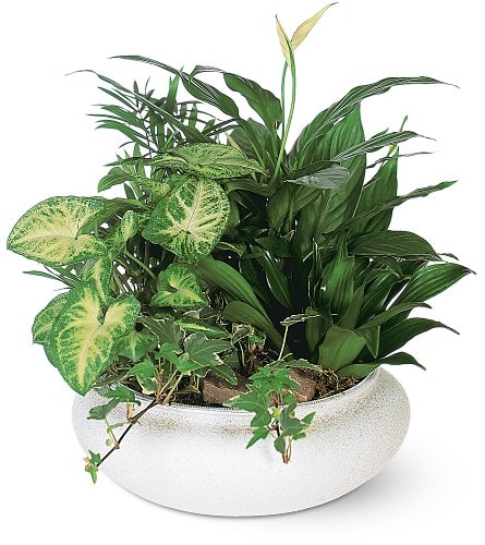 Mixed green houseplants in a white ceramic planter