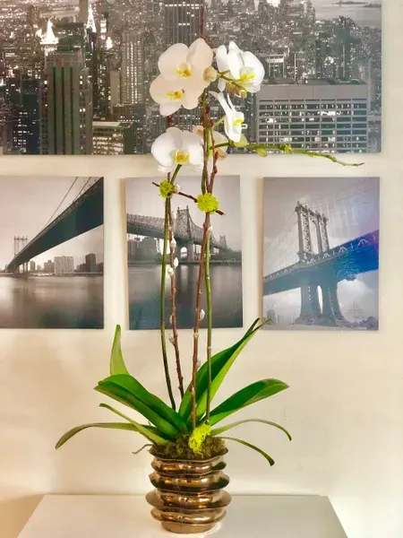 White orchid arrangement in a gold vase with broad green leaves