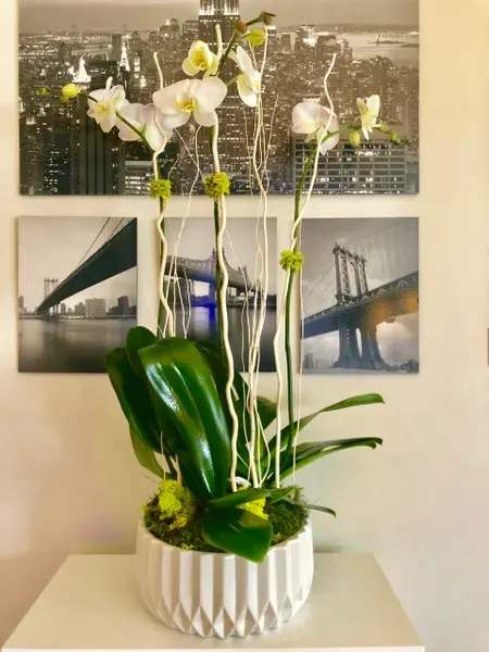 White orchids in a white ribbed pot with broad green leaves