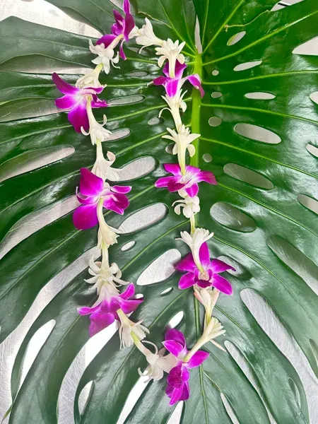 Purple and white orchid lei on a large split-leaf monstera leaf