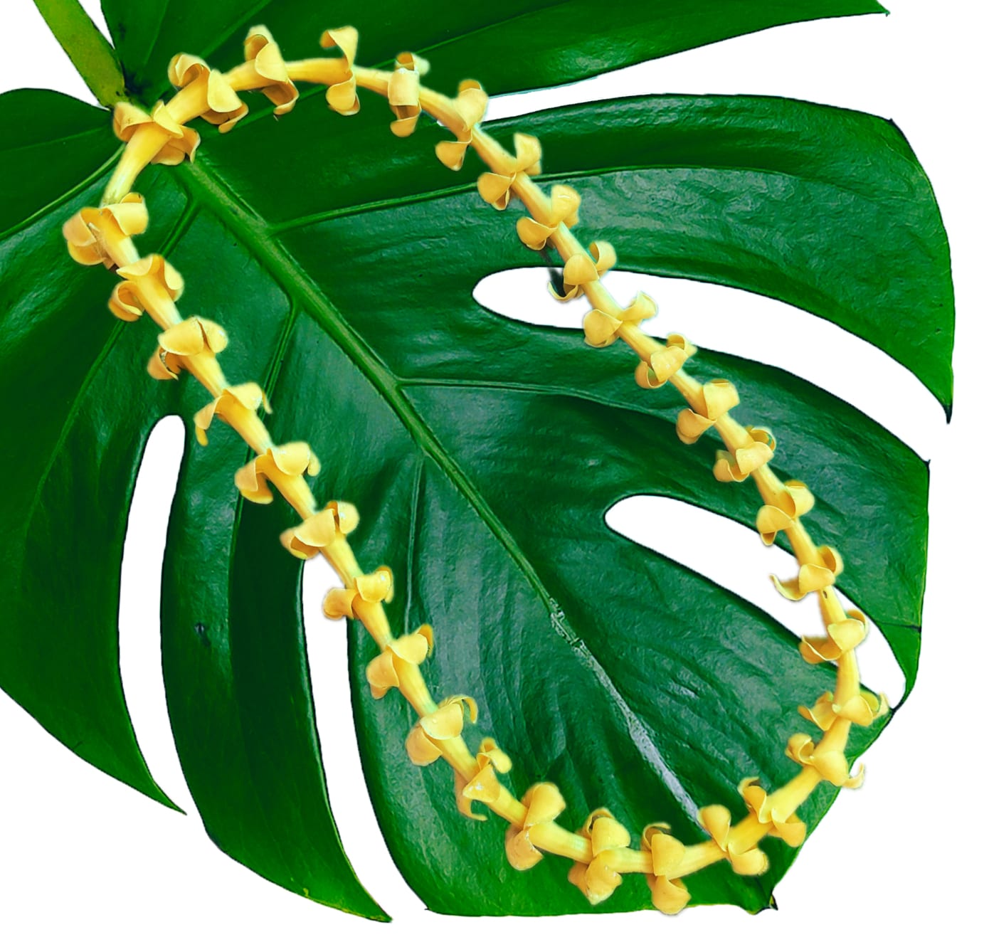 Large green tropical leaf with a yellow flower garland draped across it