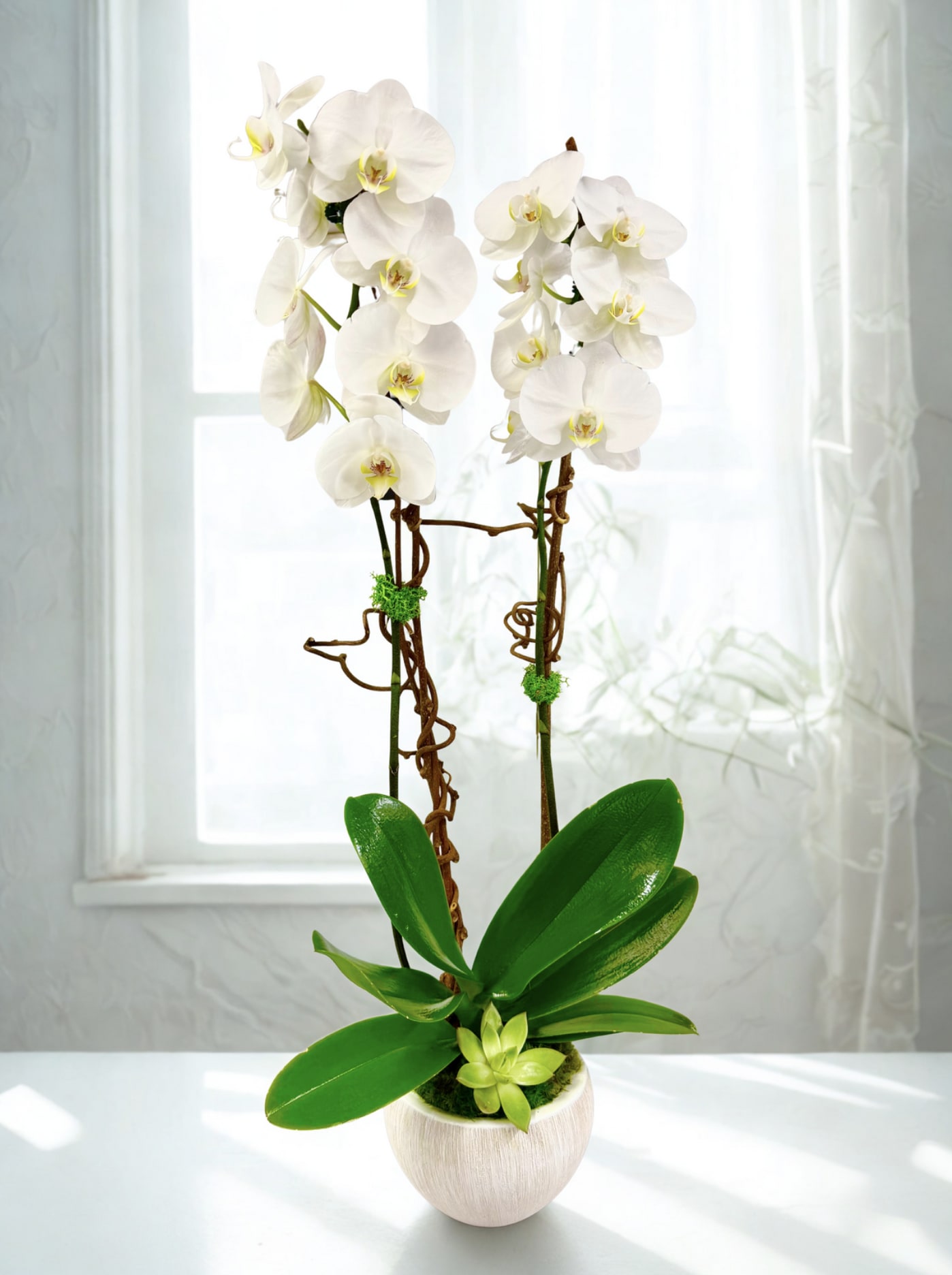 Potted white phalaenopsis orchid with two tall flowering stems and a small succulent in a round white pot